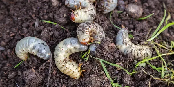 lawn insect control grubs