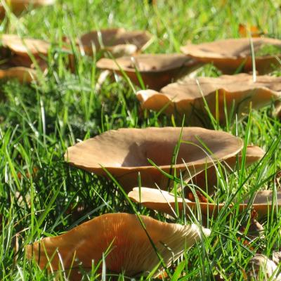 fairy ring