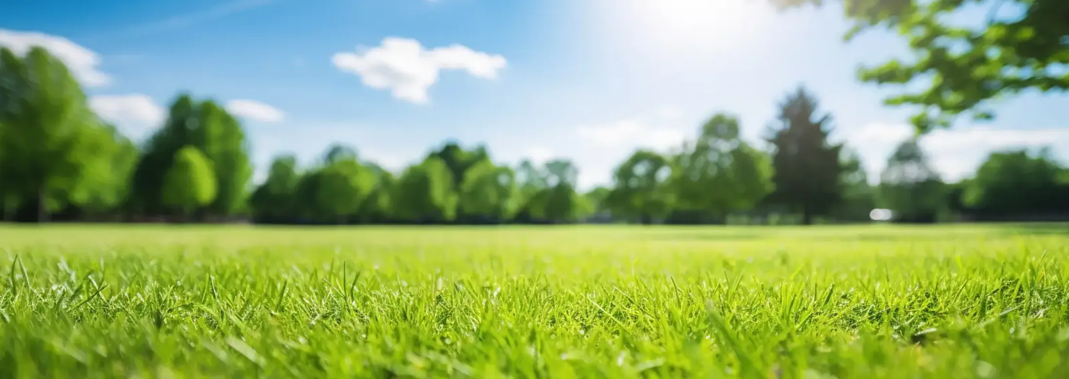 grass-trees