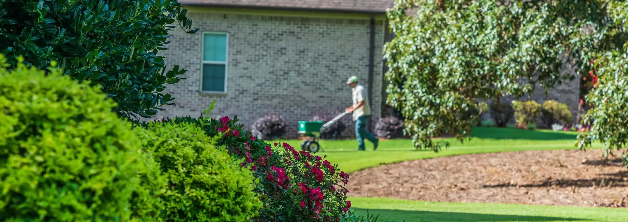 overseeding lawn