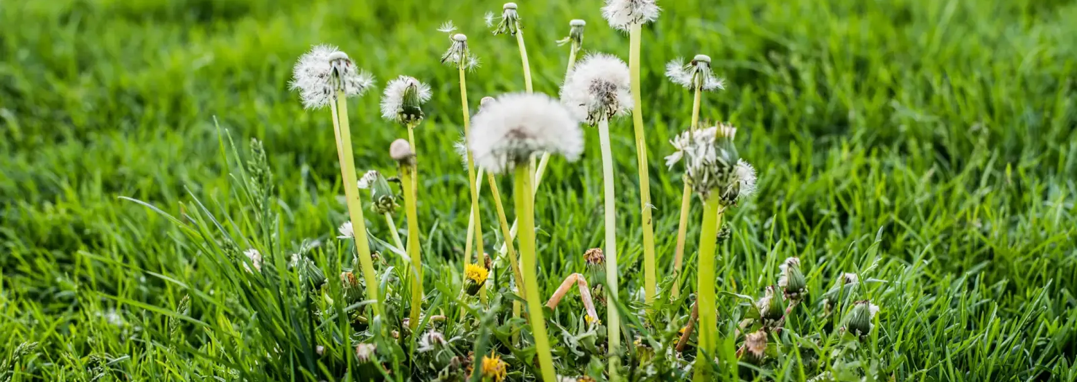 weed removal - dandelions weeds in lawn